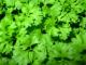 Is It Safe To Eat Parsley During Pregnancy?